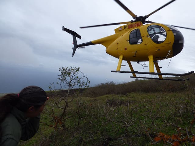 N809WA - Helicopter