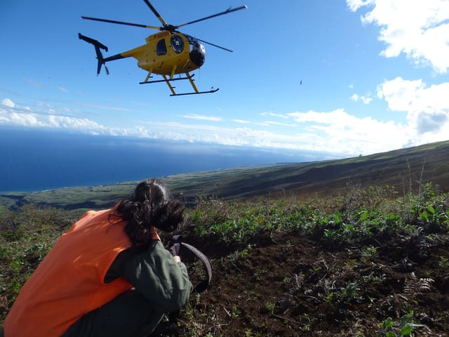 N809WA - Helicopter