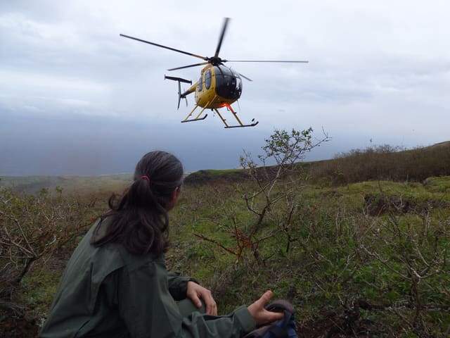 N809WA - Helicopter