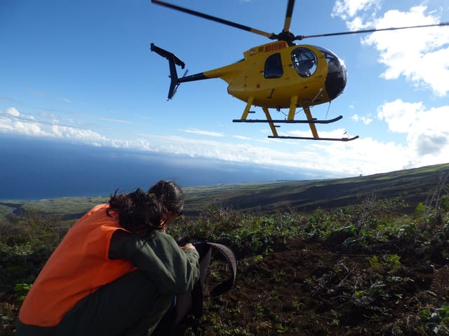 N809WA - Helicopter