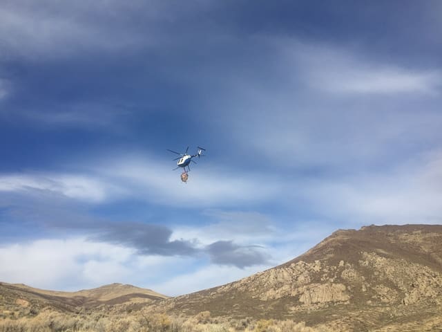 N775BD - Helicopter